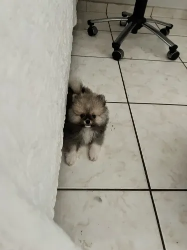 Lulu da Pomeranea
