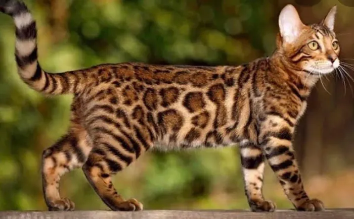 Gato bengal - parece onça oncinha - super dóceis - ler descrição 