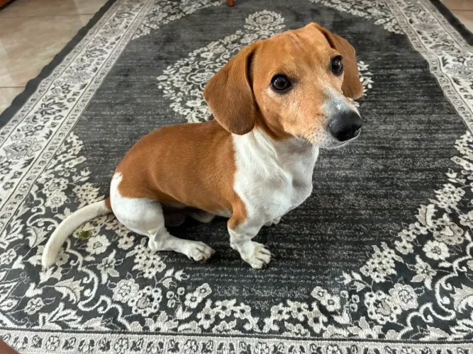 Vendo filhote Jack russell