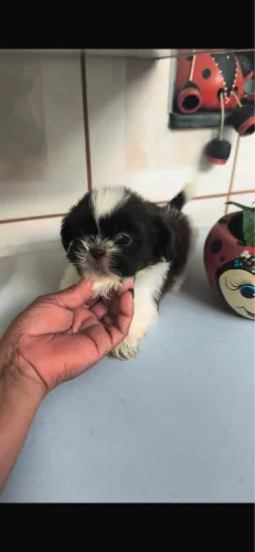 Shih-tzu femea vacinada e vermifugada com 50 dias