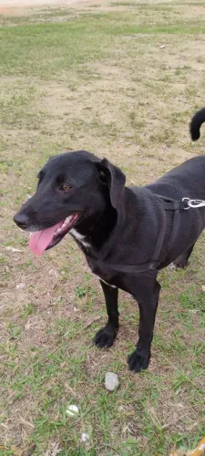 Doa-se filhotes de cachorro fêmea