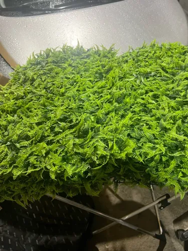 Plantas artificial