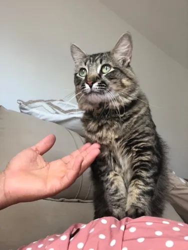 Gato