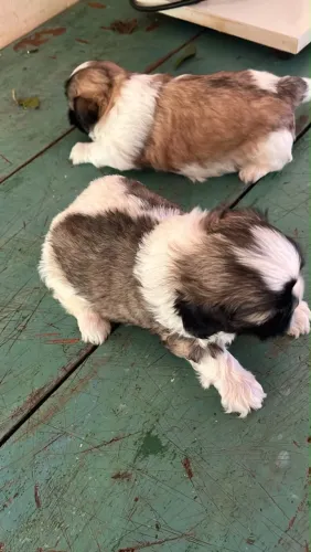 Vendo shitzu
