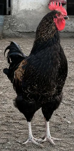 Galos