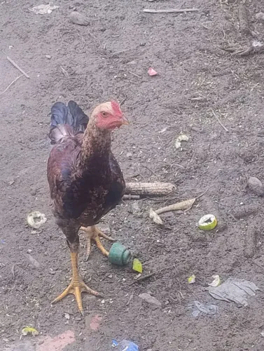 Vende-se um frango macho 