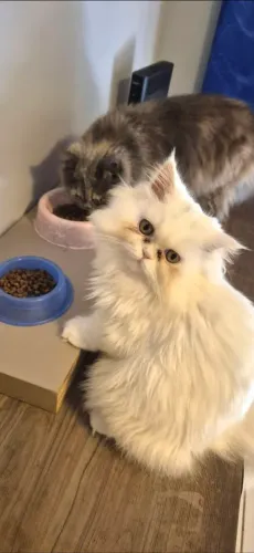 Gato persa dócil, castrado e educado