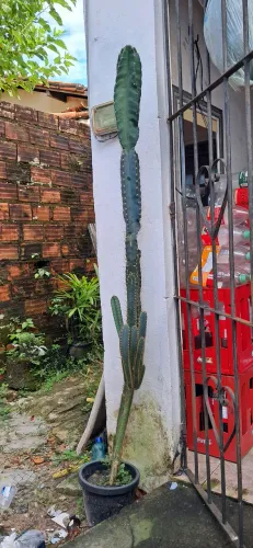 Cacto Mandacaru