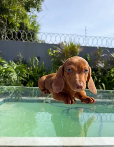 Dachshund