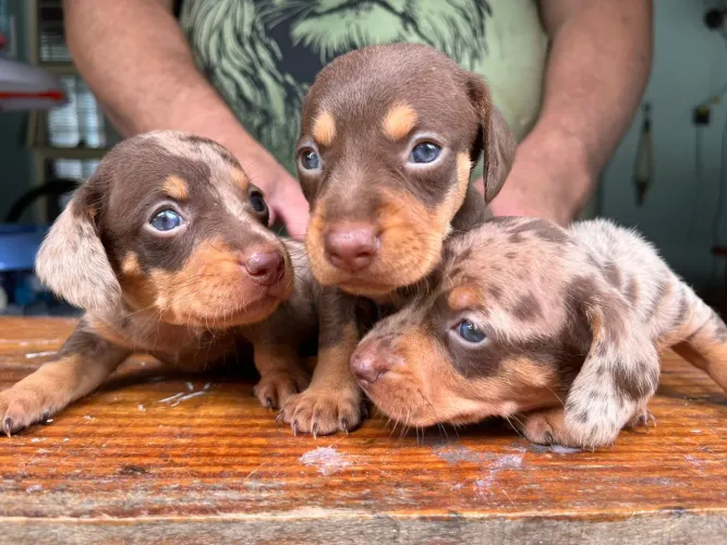 Daschund pelo curto | Lindos esperando por um lar 