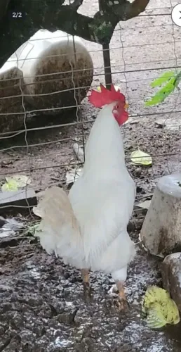 Galo