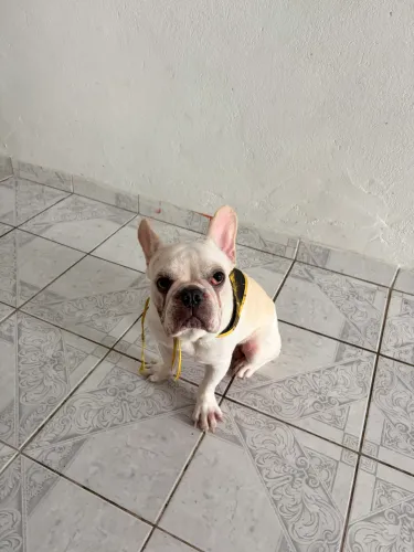 Buldogue francês 