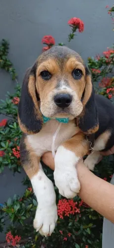 Beagle Filhotinhos Macho e Fêmea com Vermífugo