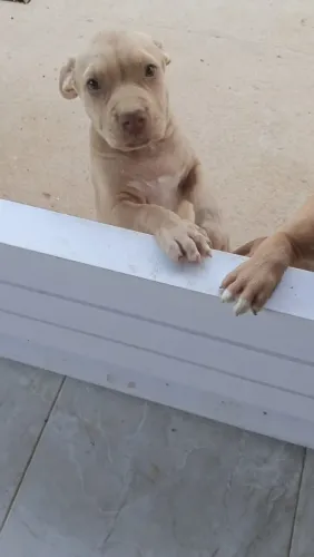 Filhotes de pitbull