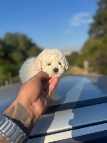 Poodle Branco - Amor a primeira vista.