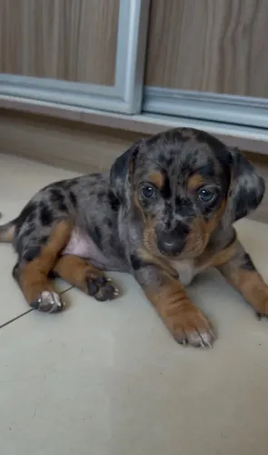 Filhotes Filhotes Dachshund/COFAP/Salsicha