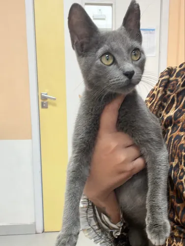 Gata castrada 