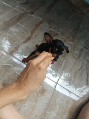 Pinscher macho n1 500,00