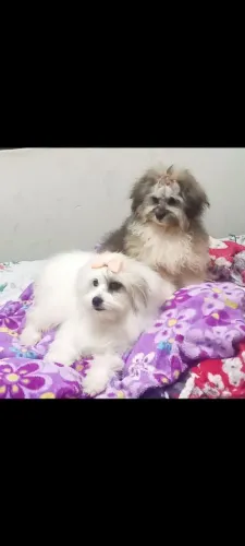 Lhasa/ Shitzu