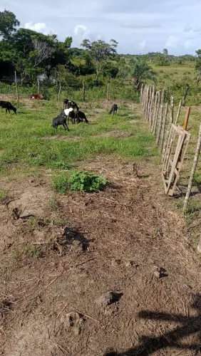 O terreno medi 8 por 25 de largura em estância bairro cabeça do boi 