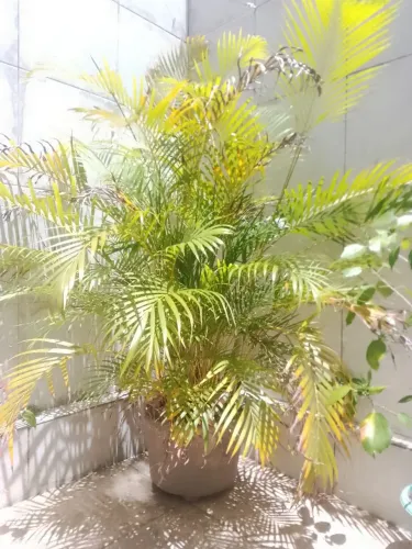 Linda Palmeira de Jardim, em jarro de cimento, linda decoração para seu jardim.
