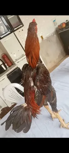 Vende-se galo índio puro ,frangos ,galinhas e pintinhos em. Geral