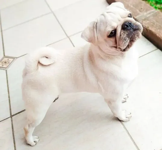 Pug macho cor branca