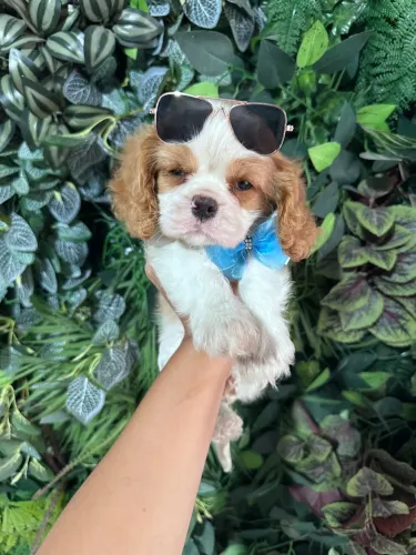 Cavalier king pedigree Cbkc 
