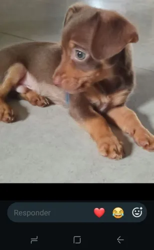 Pincher