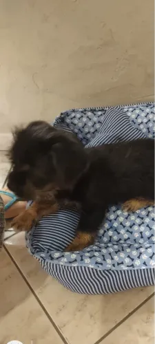 Doação de cachorro filhote 