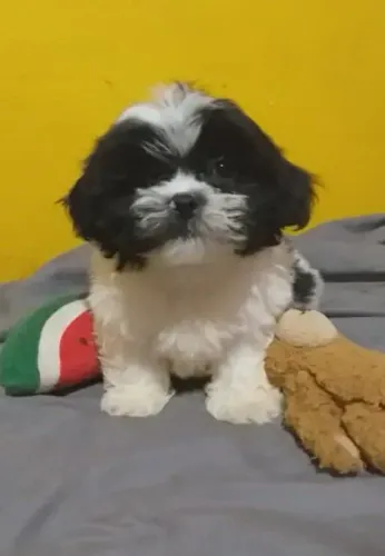 Pet animais de estimação
