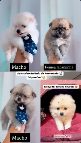 Spitz alemão / lulu da pomerânia