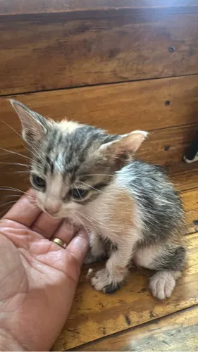Doação gatinha
