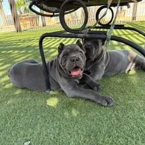Cane Corso,Cane Corso Filhote Disponível Entrega Facilitada
