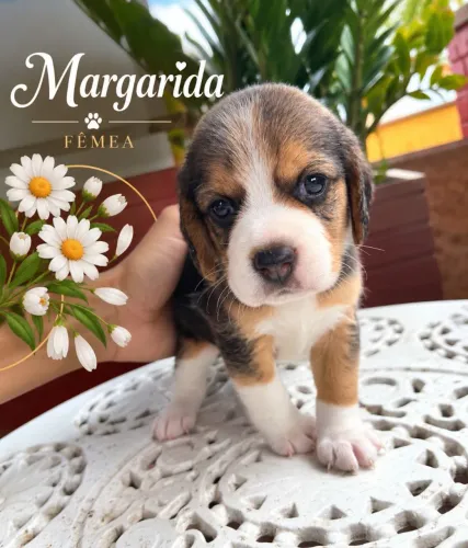 Filhotes de beagle 