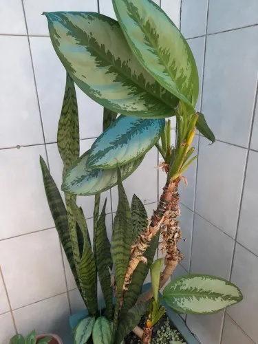 Vaso de plantas 