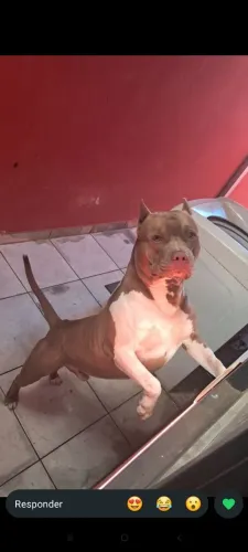 Pitt Bull pedigree