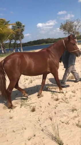 Vendo egua mansa