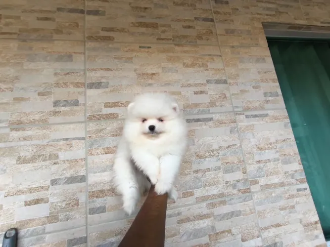 Lulu da Pomerânia Branco Anão com Pedigree CBKC | Filhotes Disponíveis