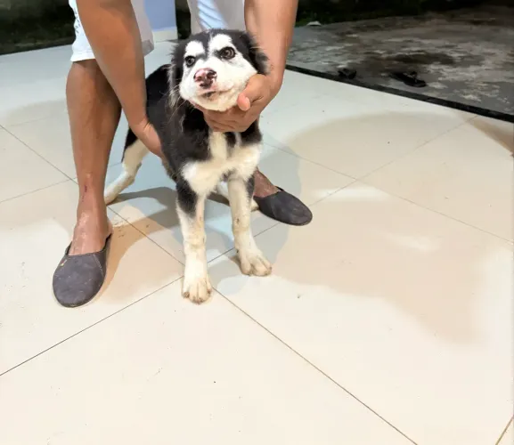 Husky Siberiano 
