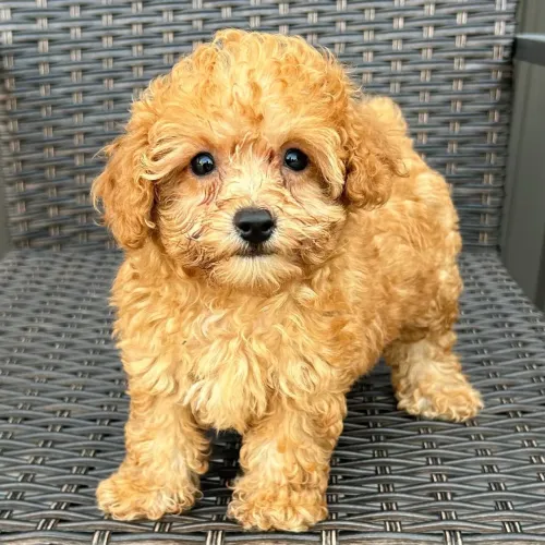 Poodle Toy: O cãozinho carinhoso 