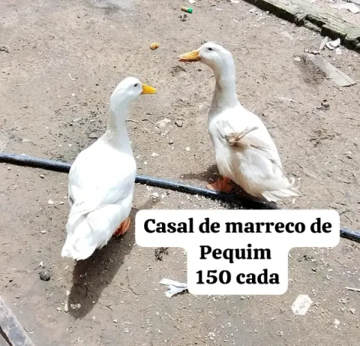Marreco de Pequim