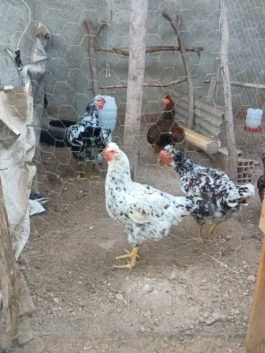 Pintinhos galinha sertaneja balão leia o anúncio.