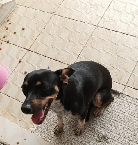Cadelinha de 1 ano e 4 meses porte médio pra doar