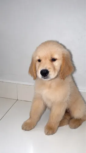 Filhote de Golden Retriver