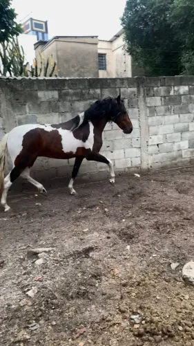 Vendo cavalo Mangalarga Marchador