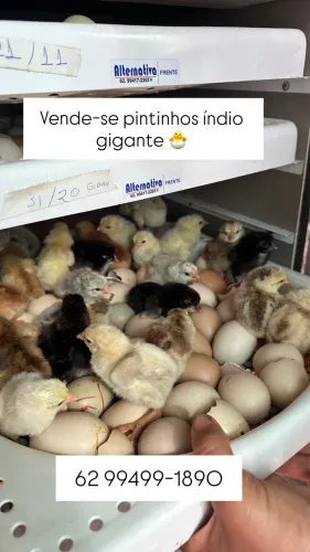 Vende-se pintinhos índio gigante 