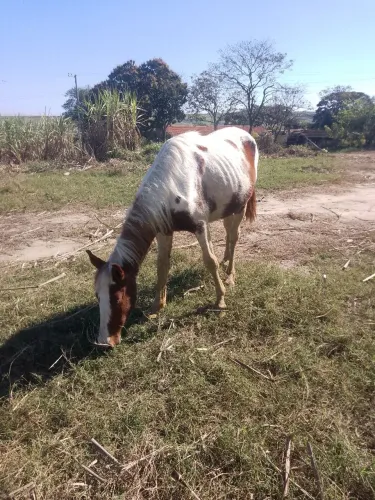 Cavalo paulista inteiro 