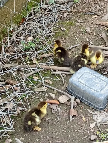 Patinhos 