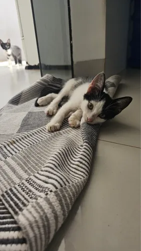 Filhotes de gatinhos frajolinhas 